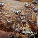 Image for article titled Ant species uses chemical warfare to kill termites from afar